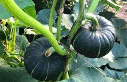 网红汤颖吃瓜是真的吗,真相还是炒作？  第2张